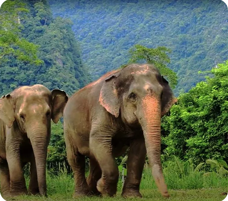 4 км до Eco Elephant Park