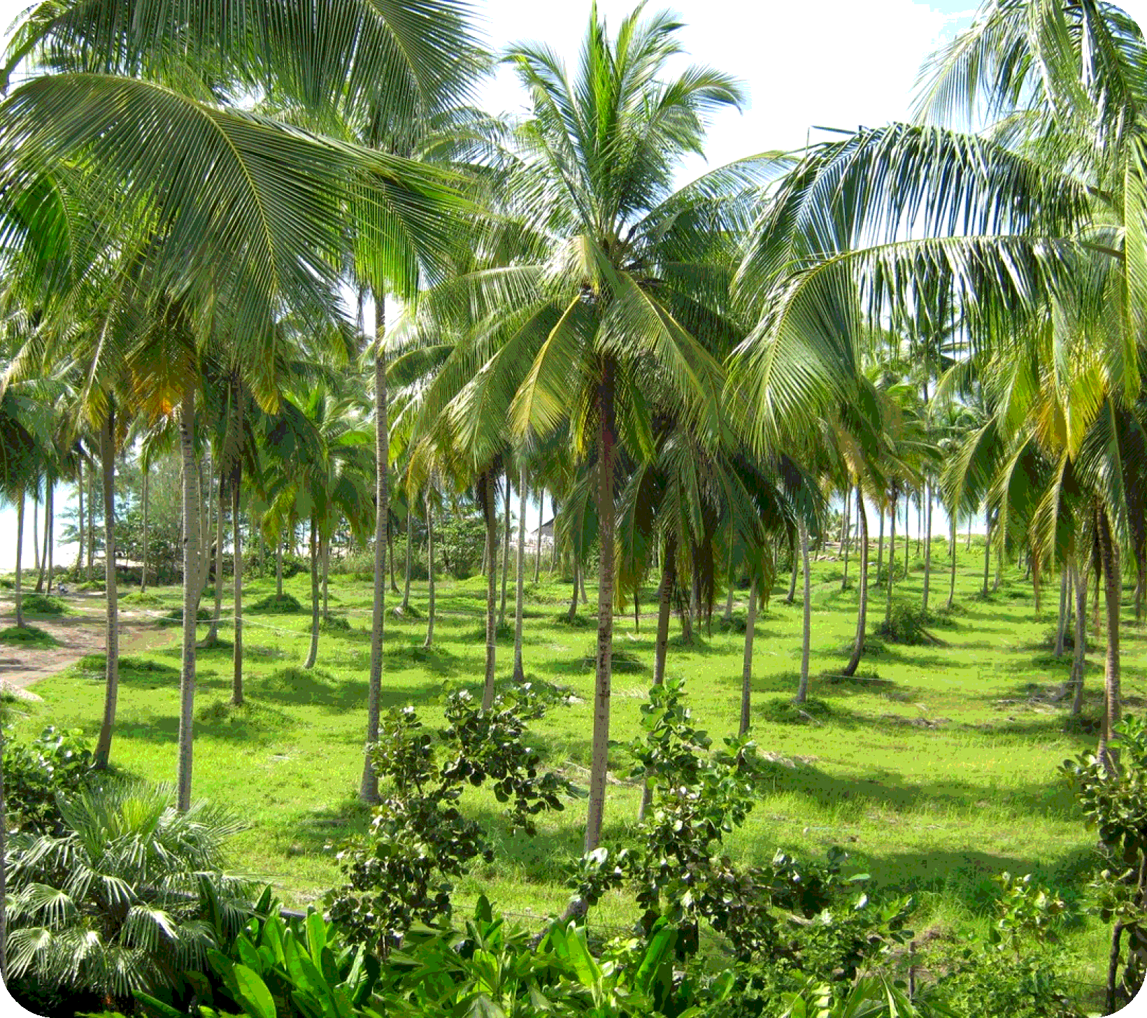 11 км до Национального парка Сиринат